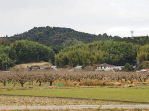 朽羅神社付近の柿畑