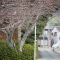 つぼみの桜（有田神社）