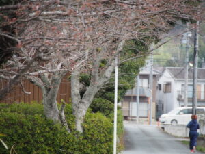 つぼみの桜（有田神社）