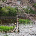 朧ヶ池で咲き始めた桜、船江上社（伊勢市船江）