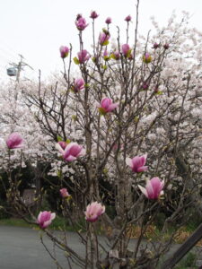 満開の桜、有田神社（伊勢市小俣町湯田）
