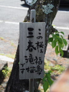 ［この桜は福島の三春滝桜です］の木札（伊勢市一志町）