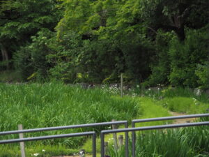 勾玉池菖蒲園に咲き始めたショウブ
