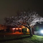 王中島公民館の夜桜（伊勢市御薗町王中島）