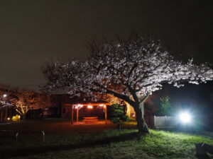 王中島公民館の夜桜（伊勢市御薗町王中島）