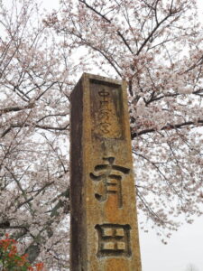 桜満開の有田神社（伊勢市小俣町湯田）