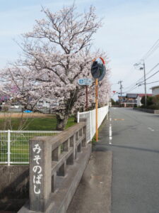 御薗橋からB&Gの桜（御薗町上條）