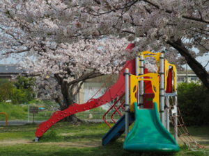 下長屋児童公園の桜（御薗町長屋）