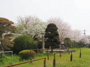 大豐和紙工業㈱の敷地から望む一之木公園の桜