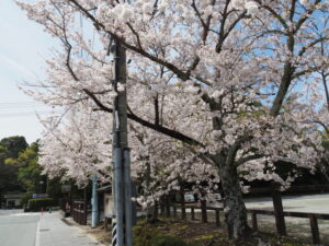 外宮北御門口付近の桜