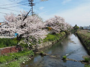 桧尻川の桜