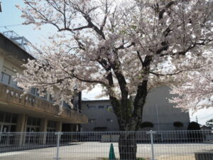 港中学校の桜
