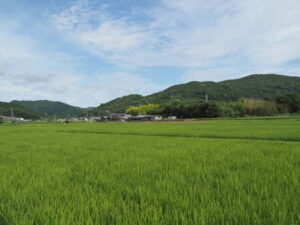 伊雜宮付近から遠望する鸚鵡石方向