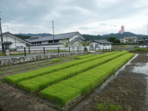 亀石〜橘寺