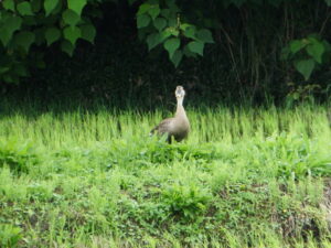 飛鳥宮跡付近にて