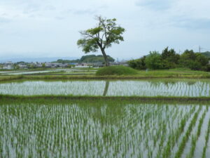 田んぼの真ん中の立木