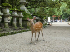 春日大社の参道にて