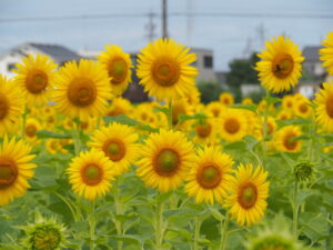 伊勢市御薗町長屋にて