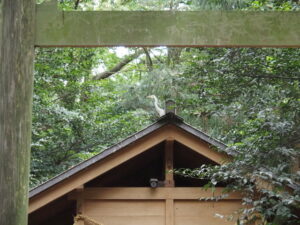 サギに占拠された？ 磯神社（伊勢市磯町）