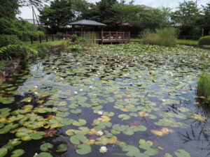 磯つつじ公園（伊勢市磯町）