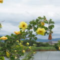 「ハマボウ群生地」（伊勢市東豊浜町）