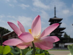 ハスと東塔（薬師寺）