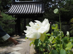 本坊のハス（唐招提寺）