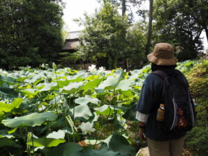 唐招提寺の大きなハス