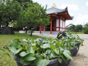 津波によって蘇ったミズアオイと行基堂（喜光寺）