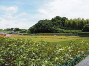 素盞嗚神社（斑鳩町三井）の遠望