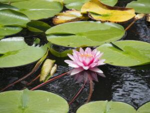 法起寺にて（斑鳩町岡本）