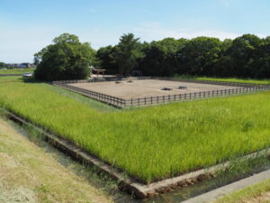 御塩浜での採鹹作業