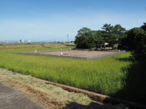 御塩浜での採鹹作業