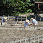 御塩浜での採鹹作業