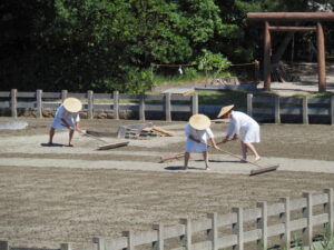 御塩浜での採鹹作業