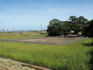 御塩浜での採鹹作業