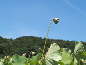 大賀ハス（民話の駅 蘇民）