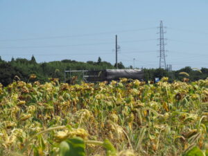 伊勢南北幹線道路脇のお花畑展望台？