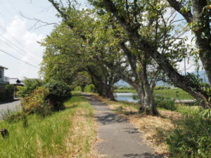 井村橋〜大村橋（阪内川の右岸堤防）