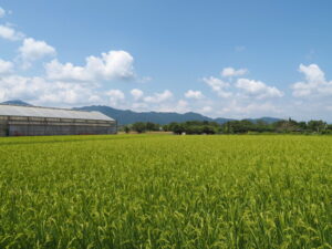 松阪市田村町にて