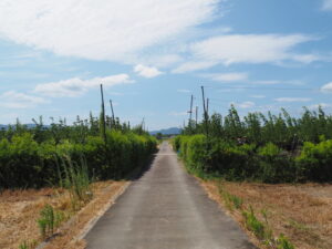 梨畑の間の道（外城田川の左岸付近）