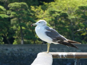 カモメの散歩道にて（鳥羽市）