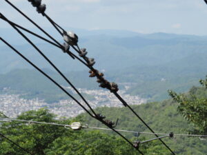 ケーブルカー（叡山ケーブル）からの眺め