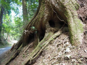 恵心堂付近（延暦寺横川地域）