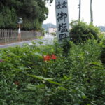 やっと咲き始めた御塩殿神社前のヒガンバナ