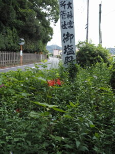 やっと咲き始めた御塩殿神社前のヒガンバナ