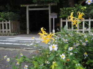 御塩殿神社前の黄色いヒガンバナ