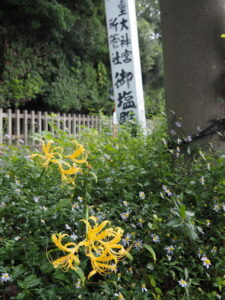 御塩殿神社前の黄色いヒガンバナ