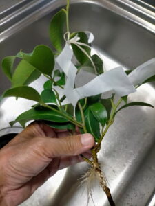 志宝屋神社「夏のおまつり」でいただいた玉串