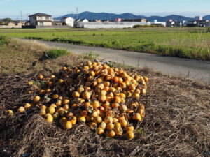 伊勢市御薗町長屋